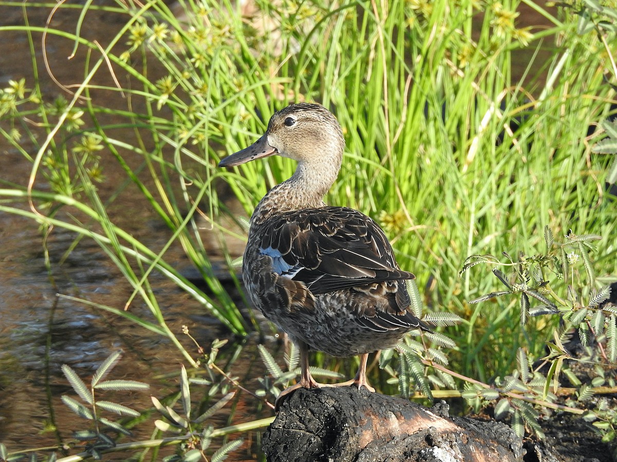 Blue-winged Teal - ML193381871