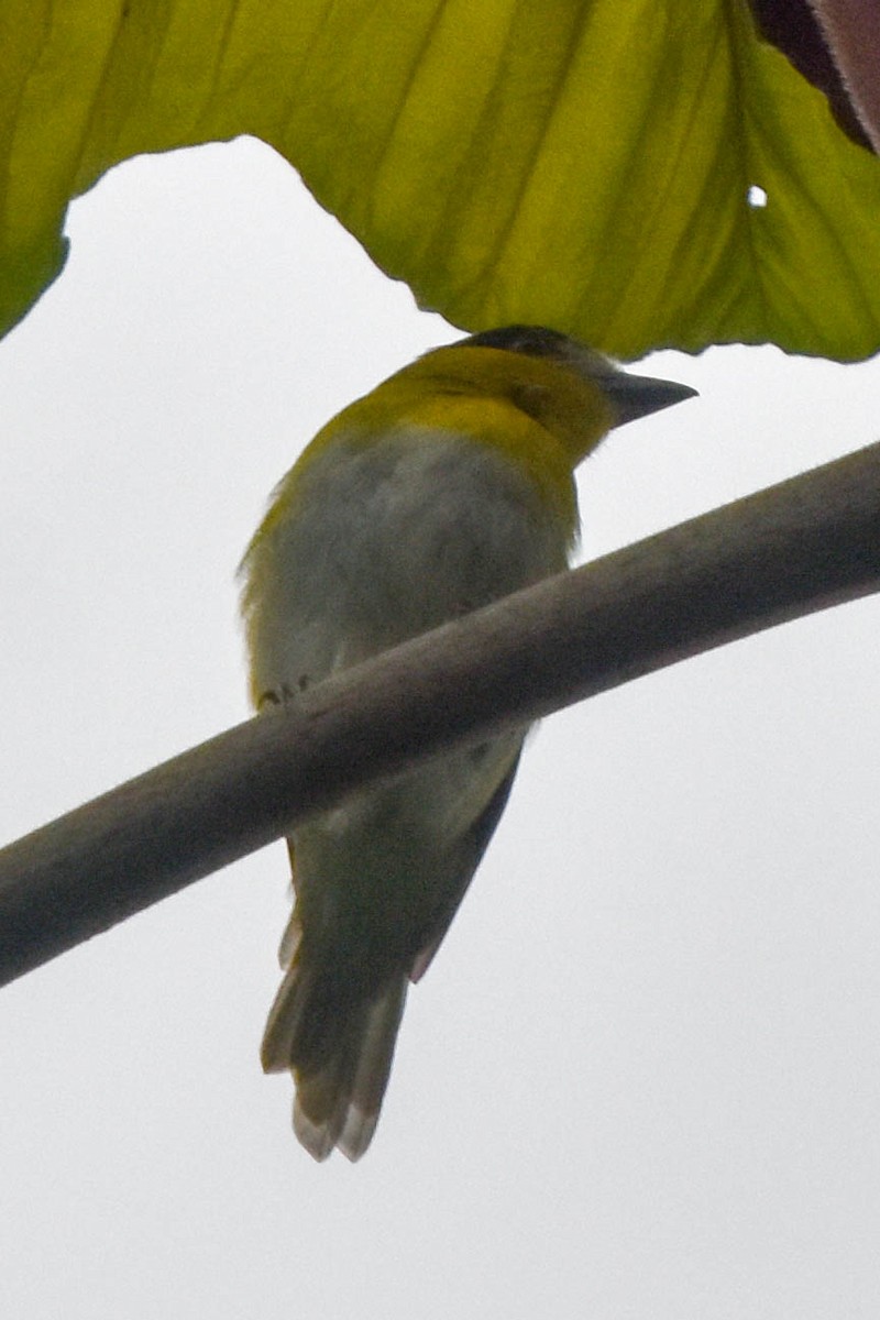 Green-backed Becard (Yellow-cheeked) - Ted Kavanagh