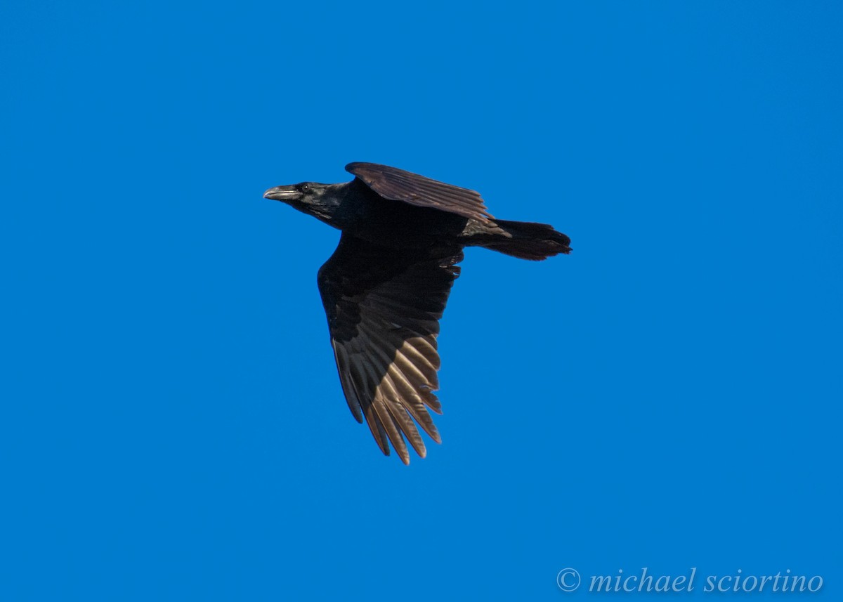 Common Raven - ML193385331