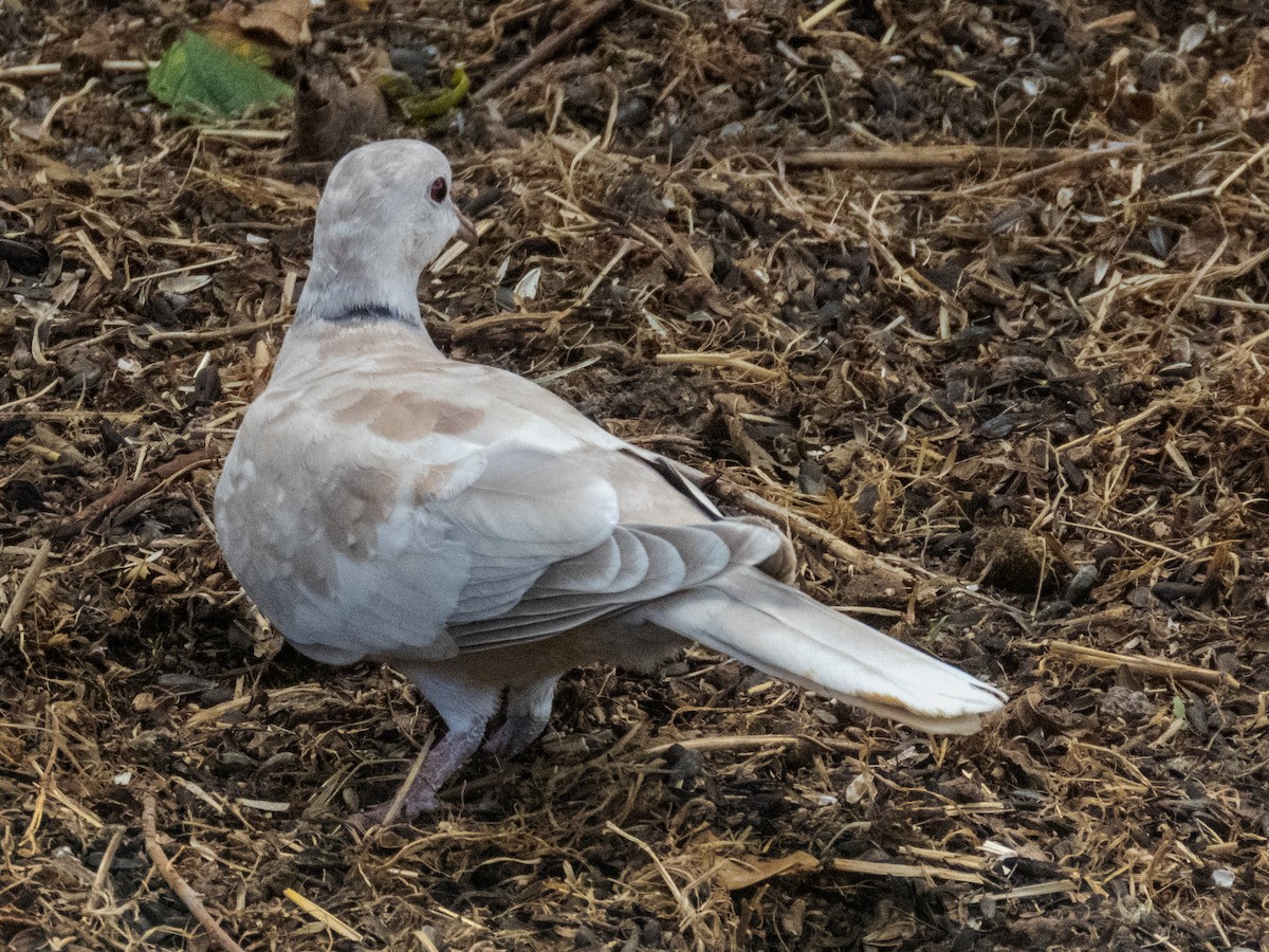 Eurasian Collared-Dove - ML193386521