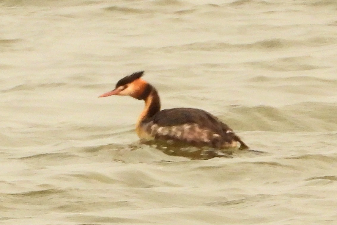 Great Crested Grebe - ML193392011