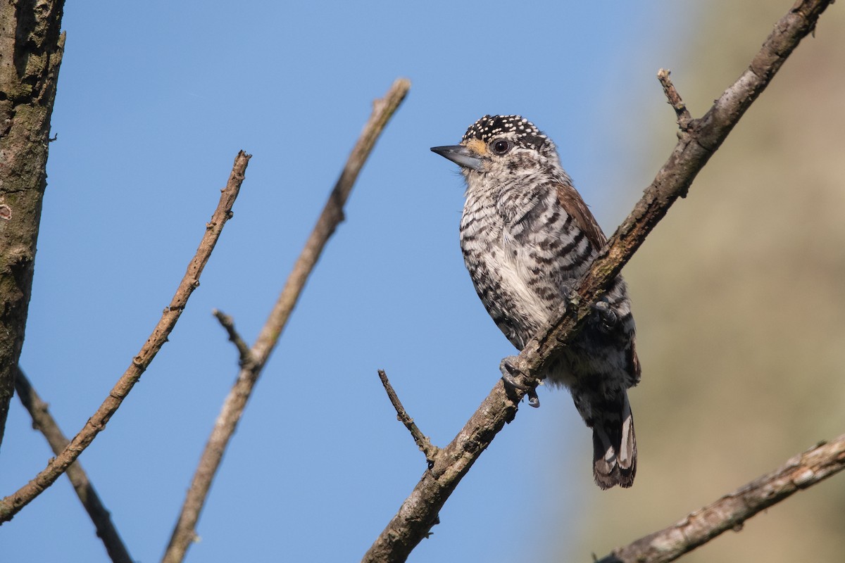 White-barred Piculet - ML193402011