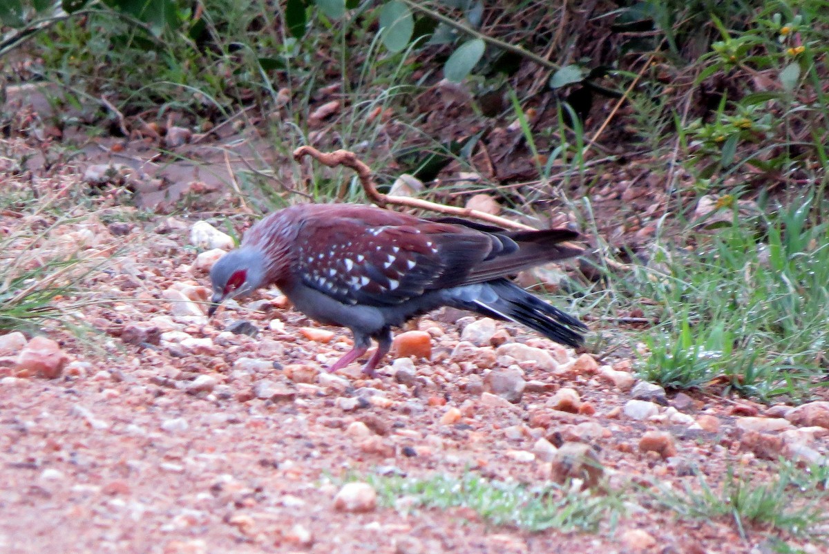 Speckled Pigeon - ML193402191