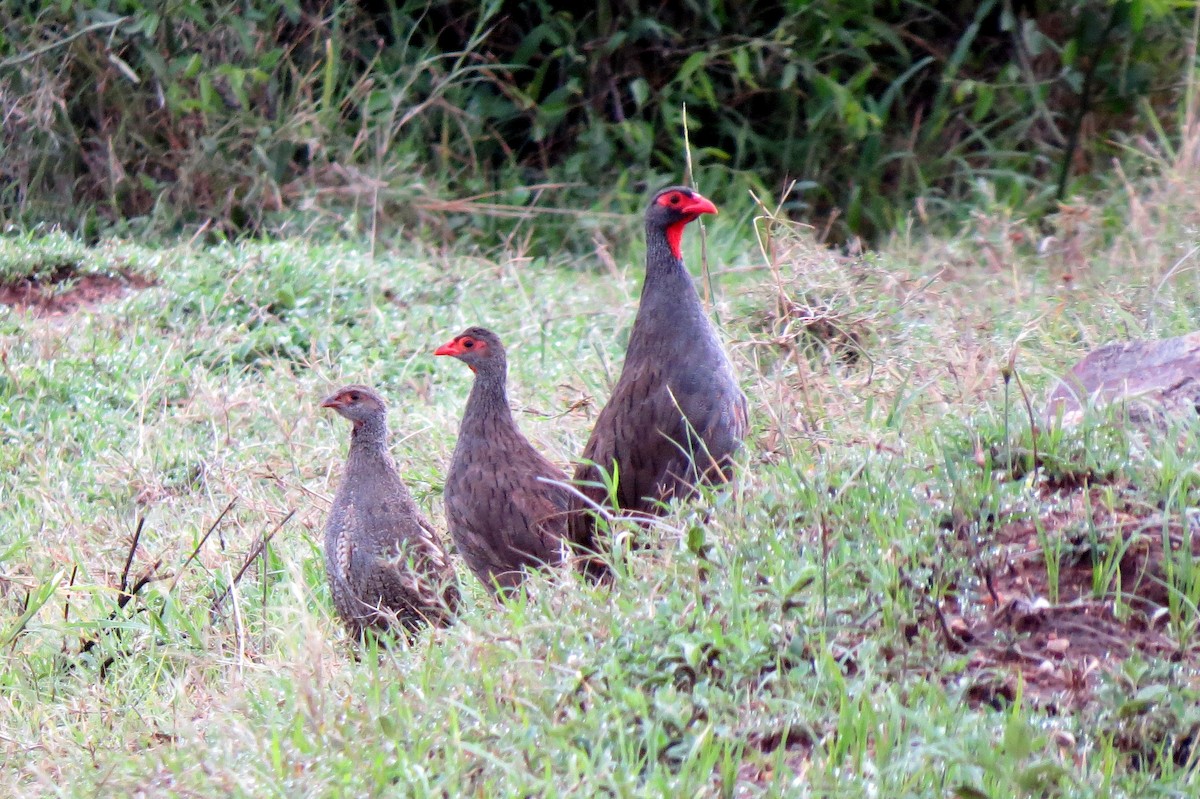 Red-necked Spurfowl - ML193403041
