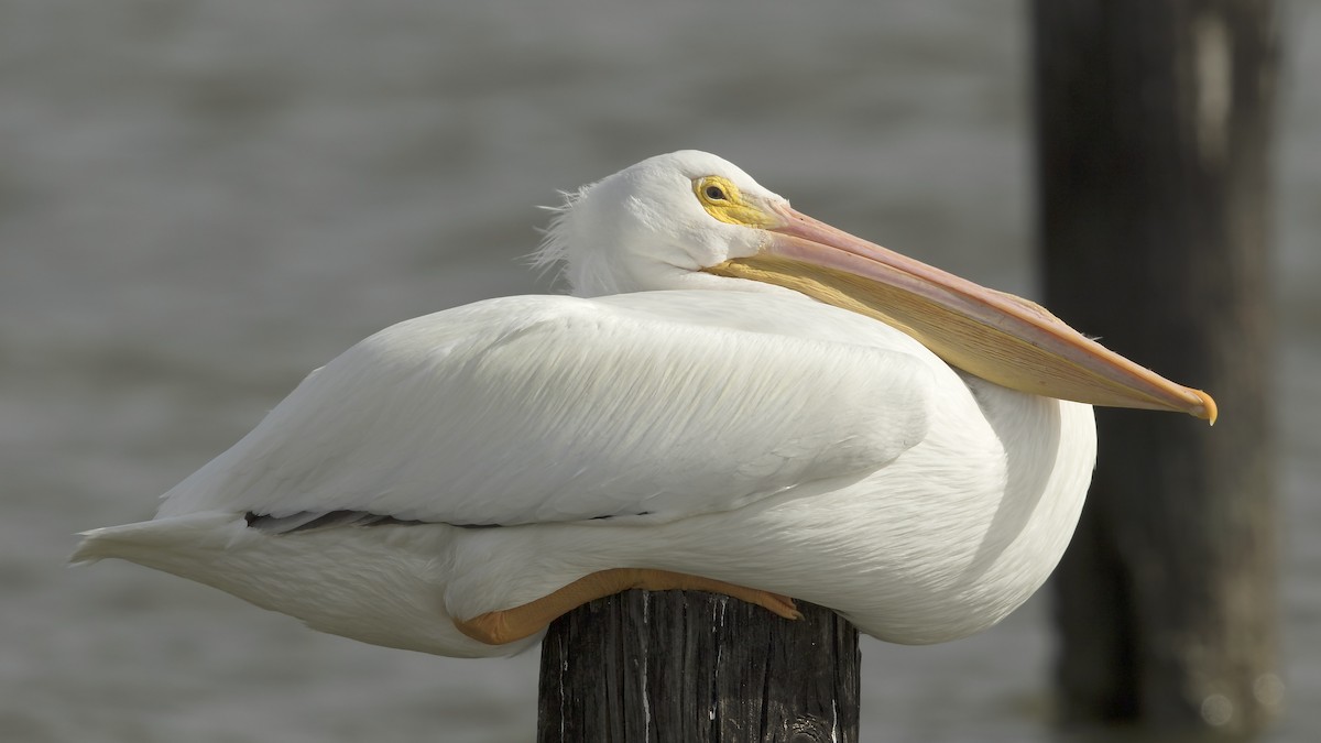 American White Pelican - Arnaud Lacroix