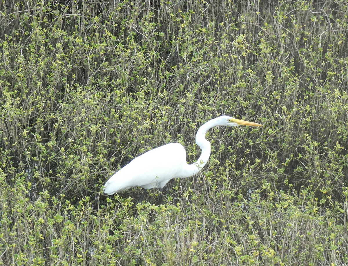 Great Egret - Ned Wallace & Janet Rogers