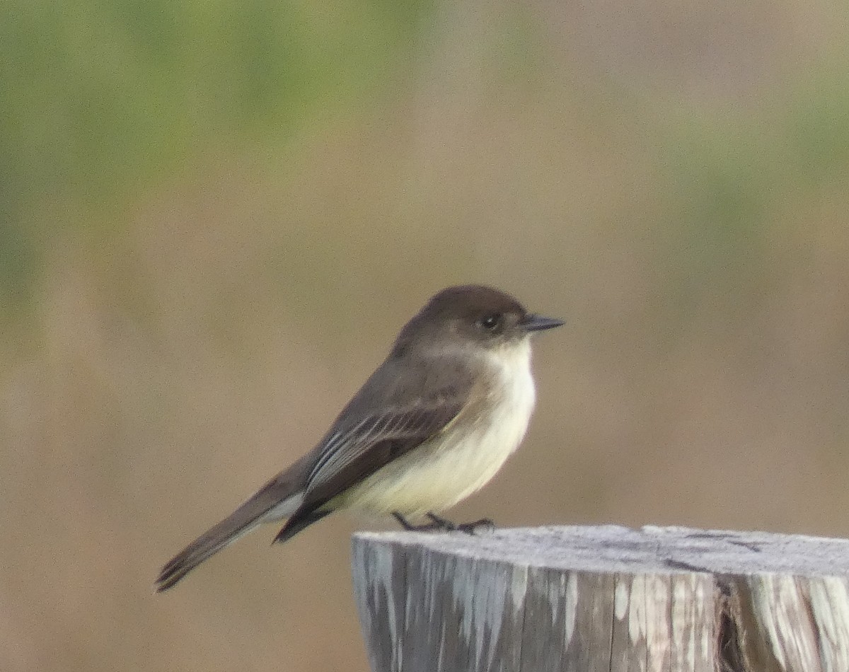 Eastern Phoebe - Ned Wallace & Janet Rogers