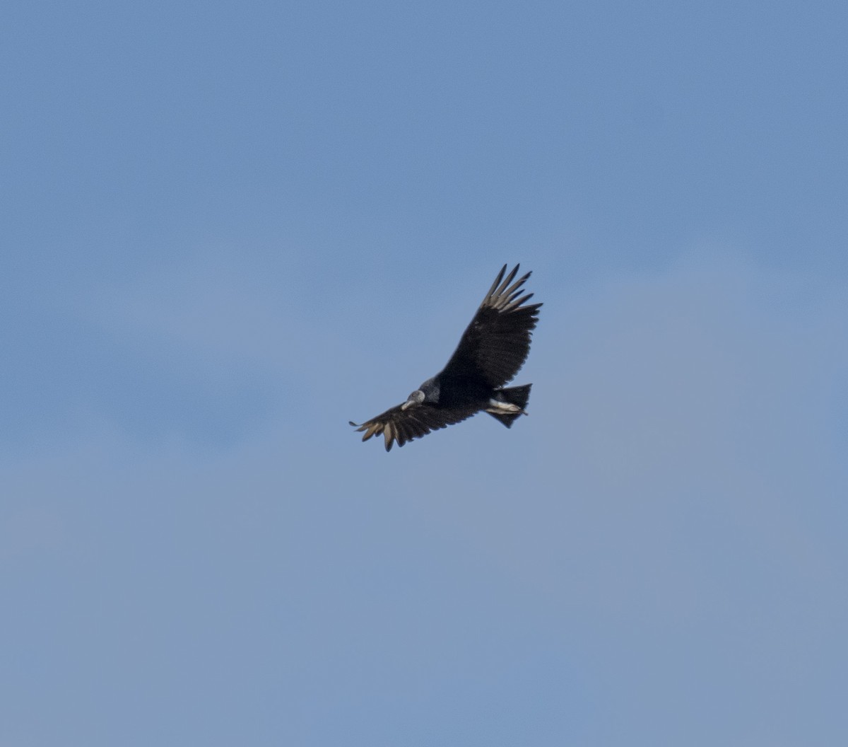 Black Vulture - marcelo muñoz