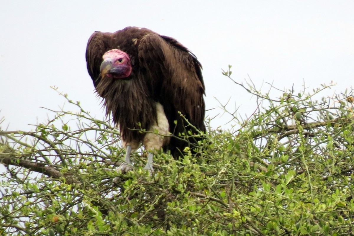 Lappet-faced Vulture - ML193410291