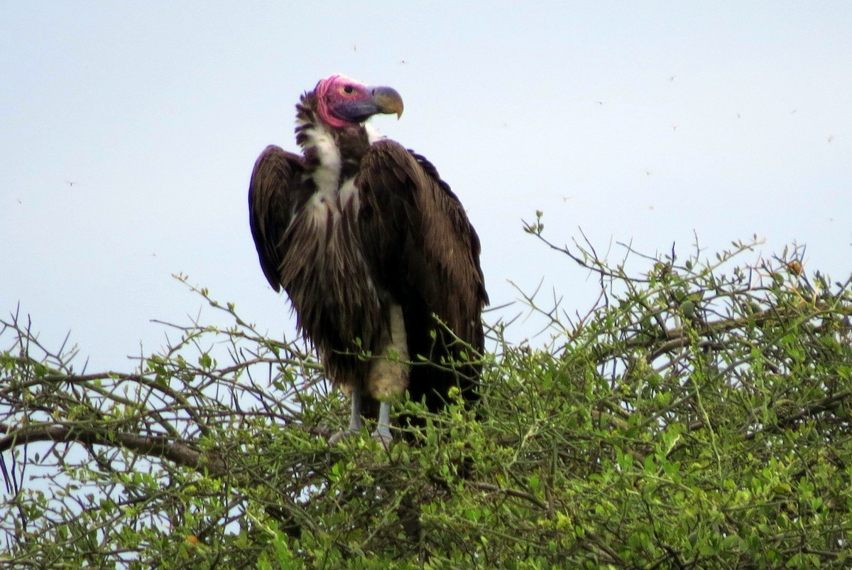 Lappet-faced Vulture - ML193410301