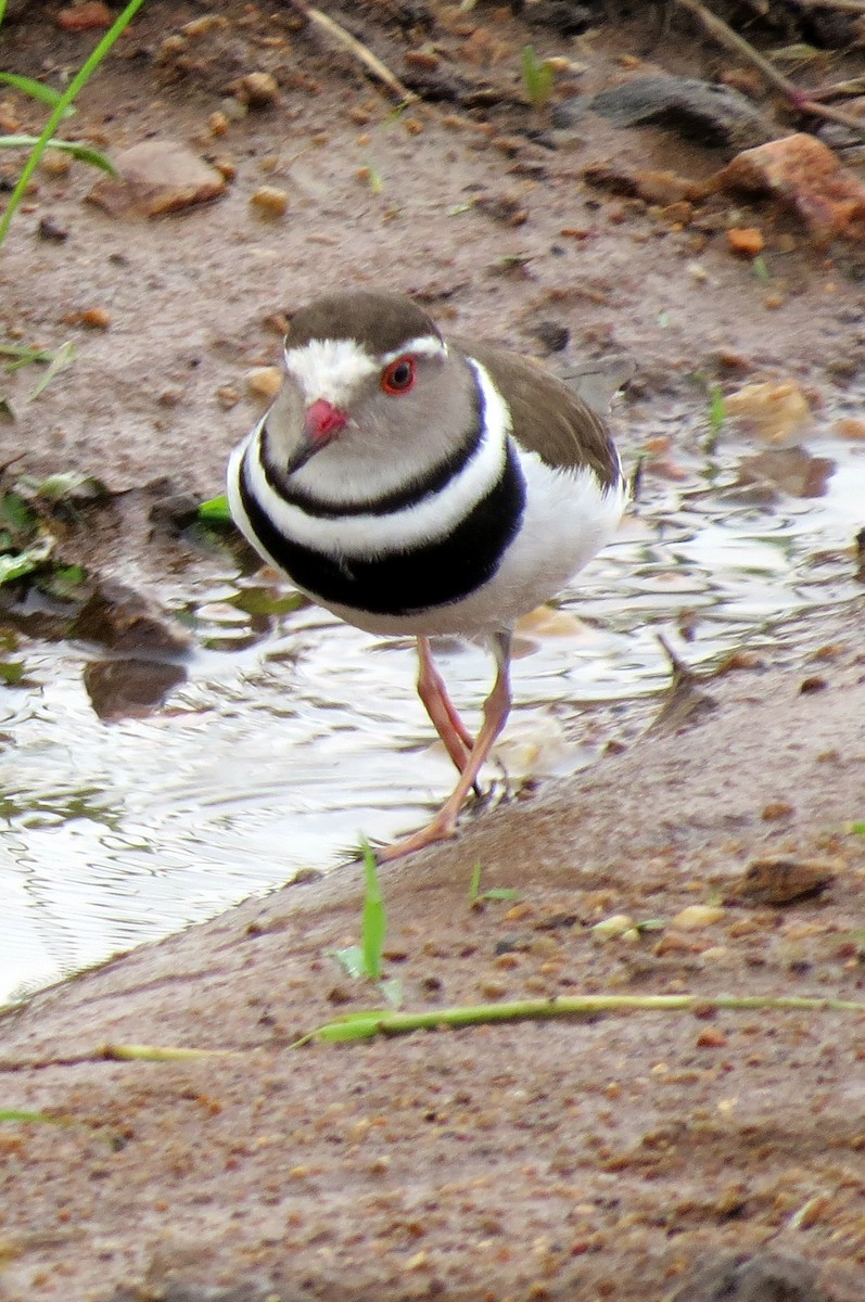Three-banded Plover - ML193411381