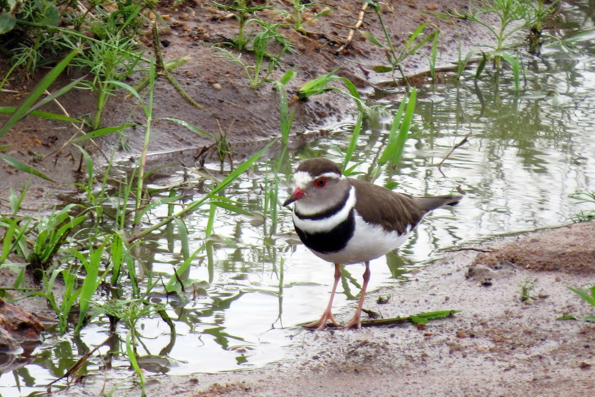 Three-banded Plover - ML193411391