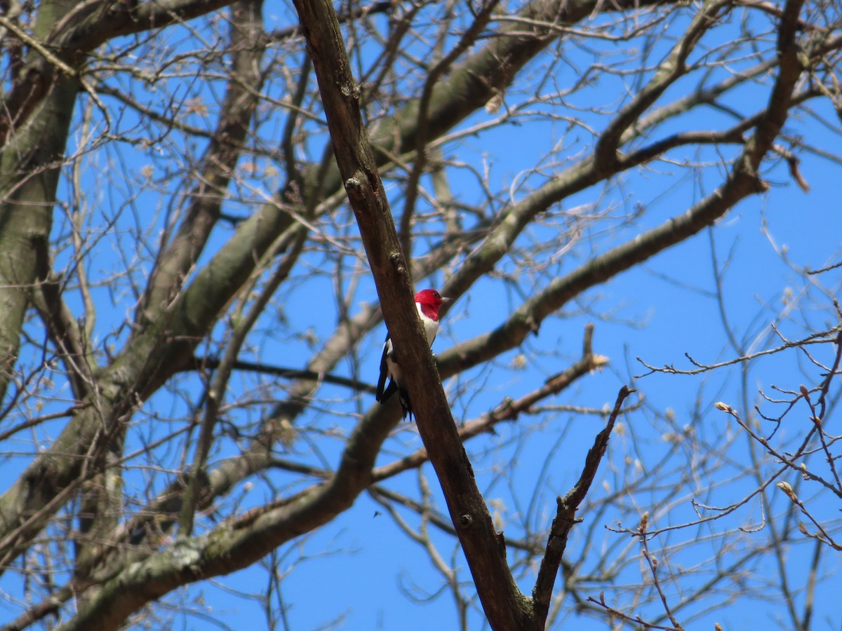 Red-headed Woodpecker - ML193415501