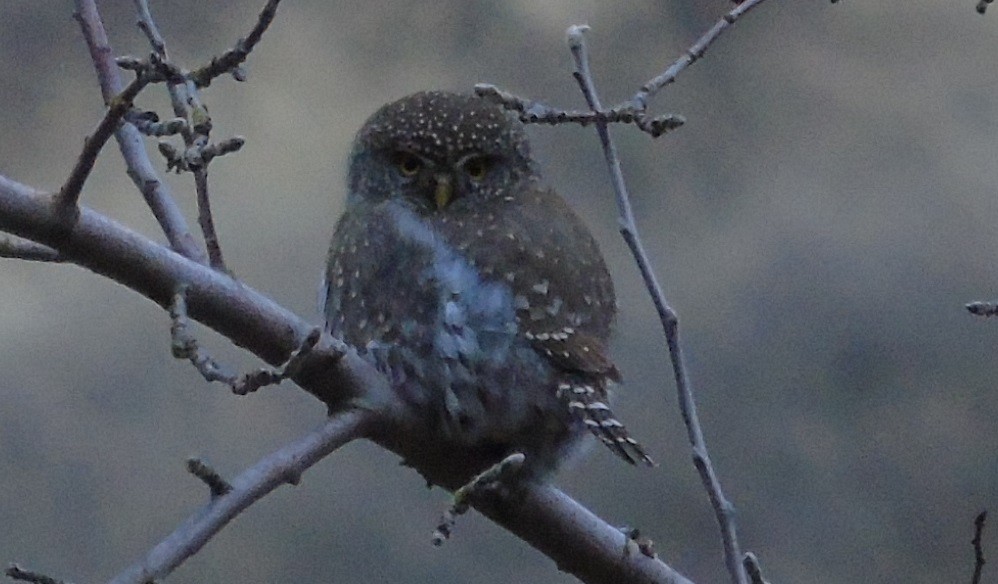 Northern Pygmy-Owl - ML193416901