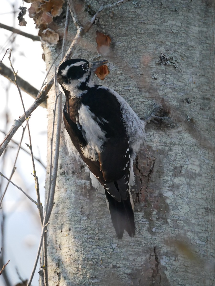 Hairy Woodpecker - ML193417491