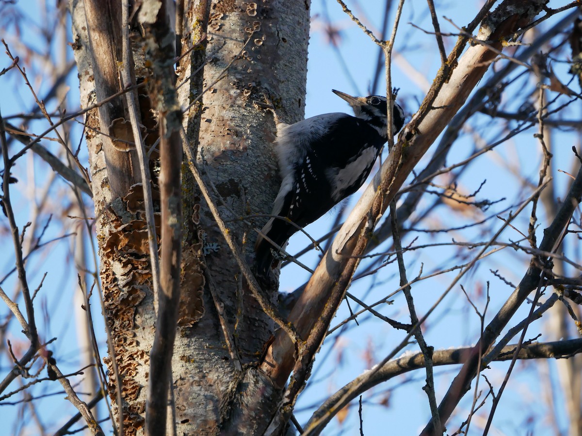 Hairy Woodpecker - ML193417551