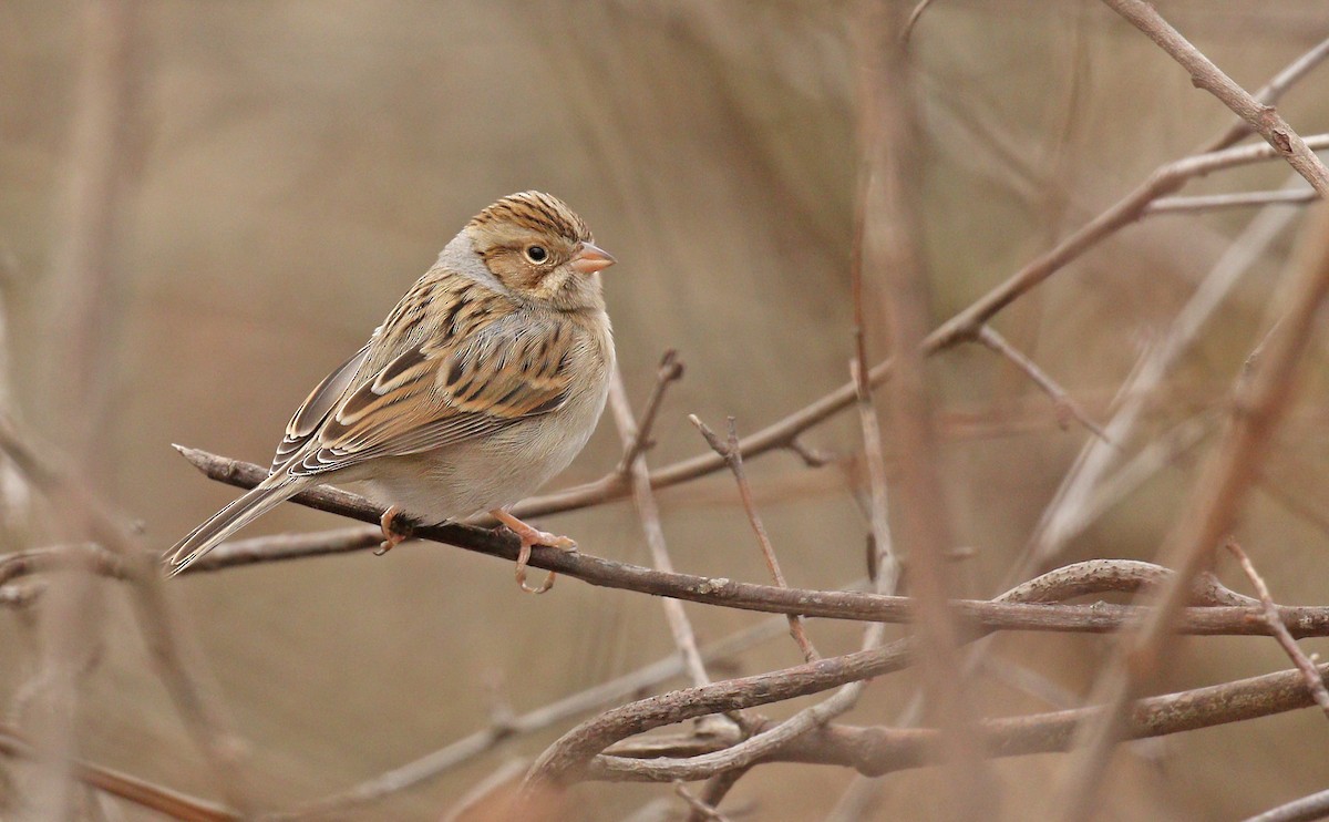 Clay-colored Sparrow - ML193421451