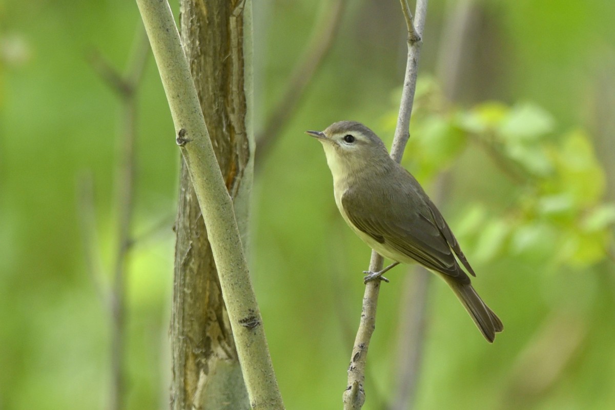 Warbling Vireo (Western) - Daniel Irons