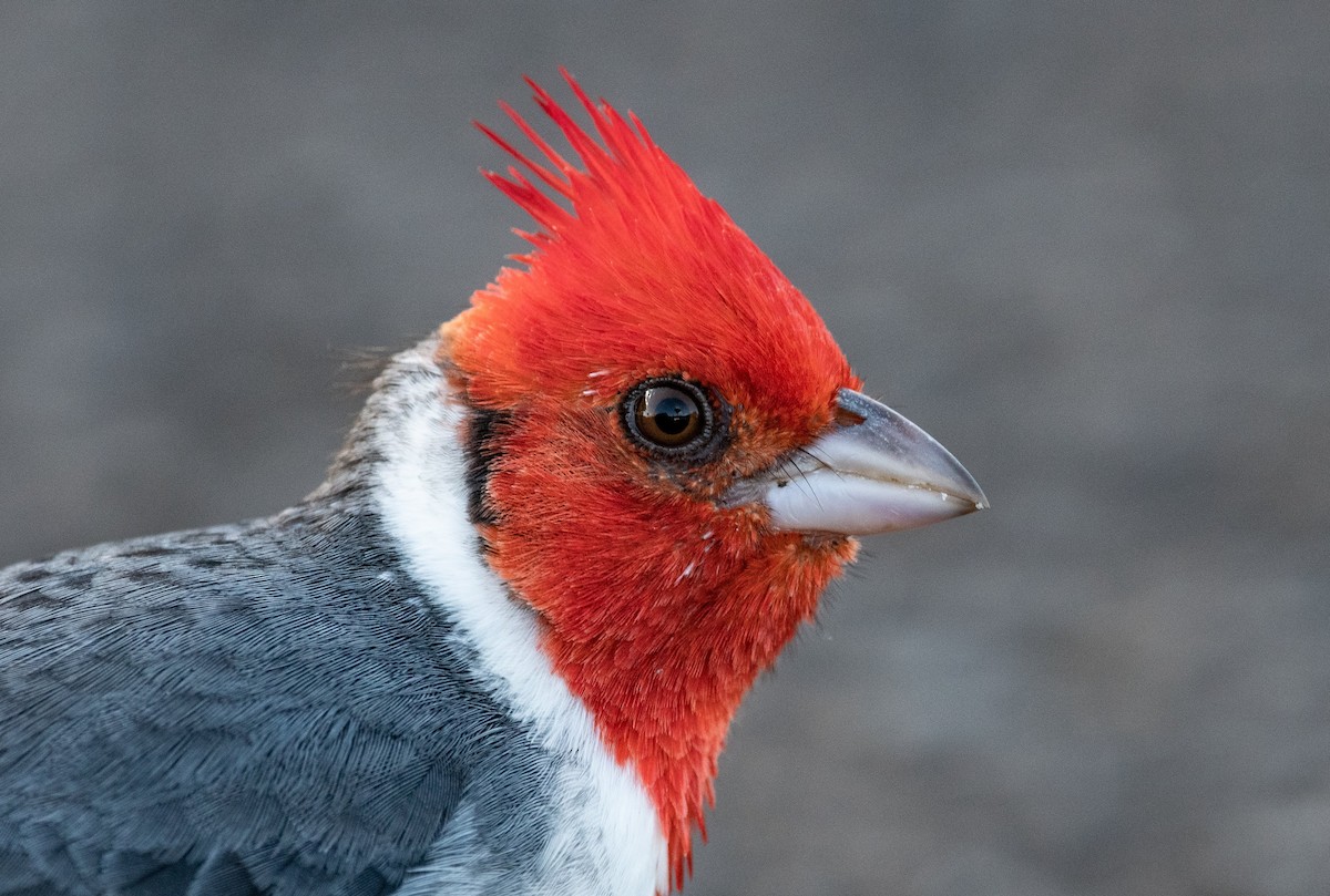 Red-crested Cardinal - ML193432791