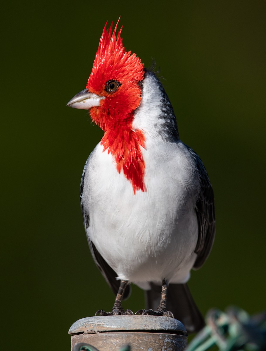 Red-crested Cardinal - ML193432841
