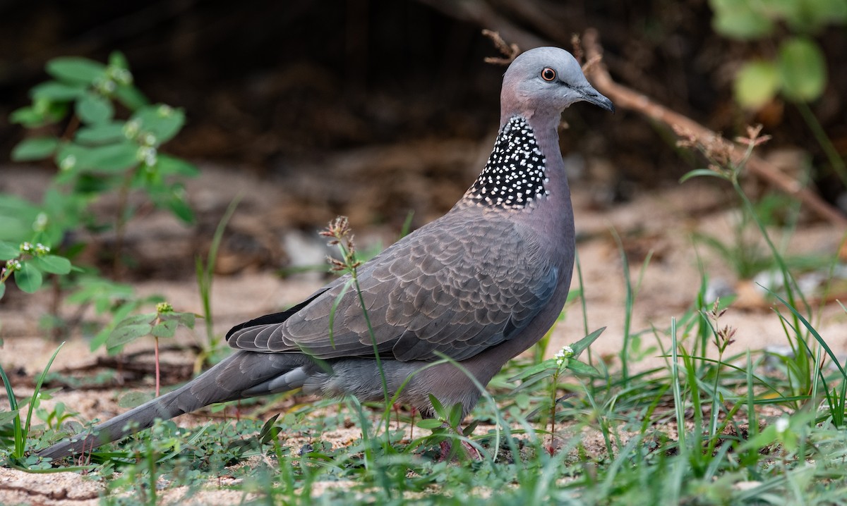 Spotted Dove - ML193433001