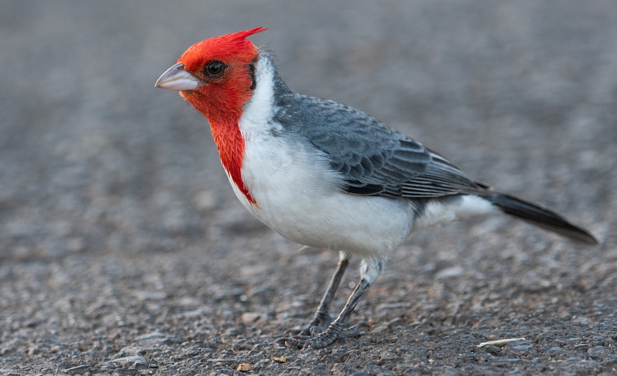 Red-crested Cardinal - ML193434021