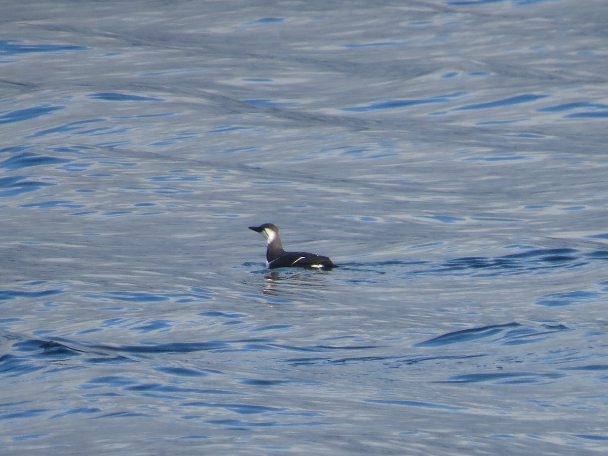 Common Murre - Kyle Leader