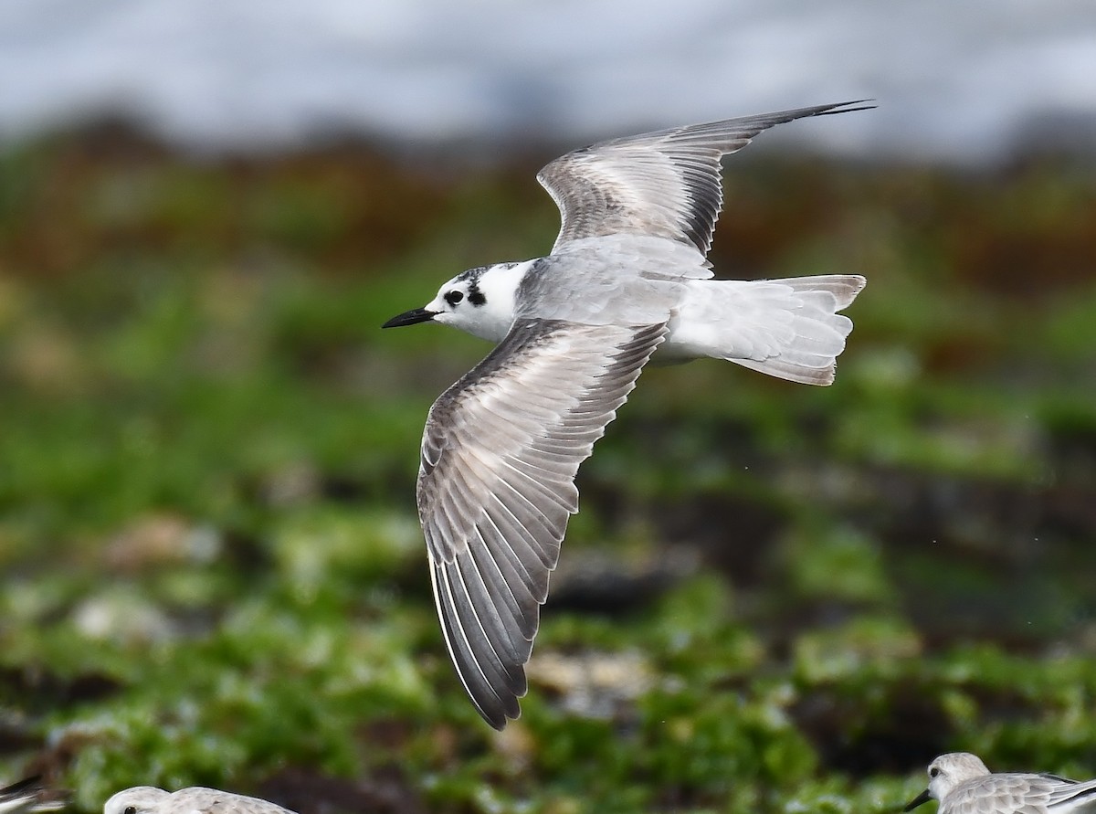 White-winged Tern - ML193437401