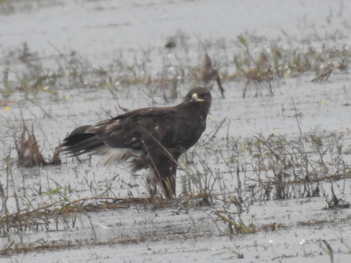 Greater Spotted Eagle - ML193437631