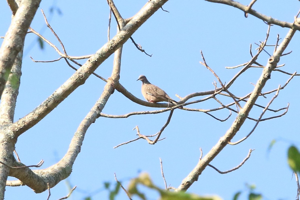 Spotted Dove - Fadzrun A.