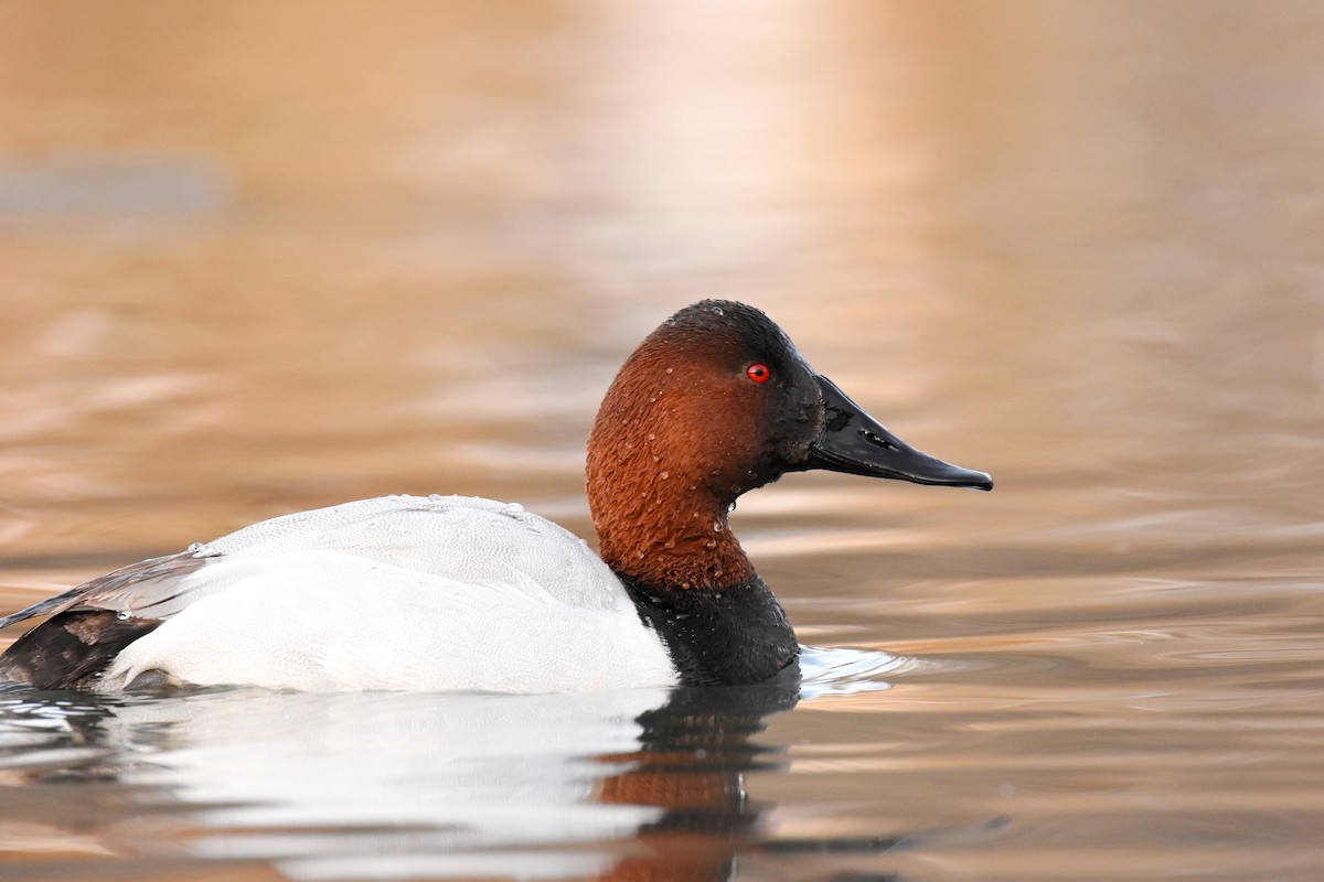 Canvasback - Andy Bankert