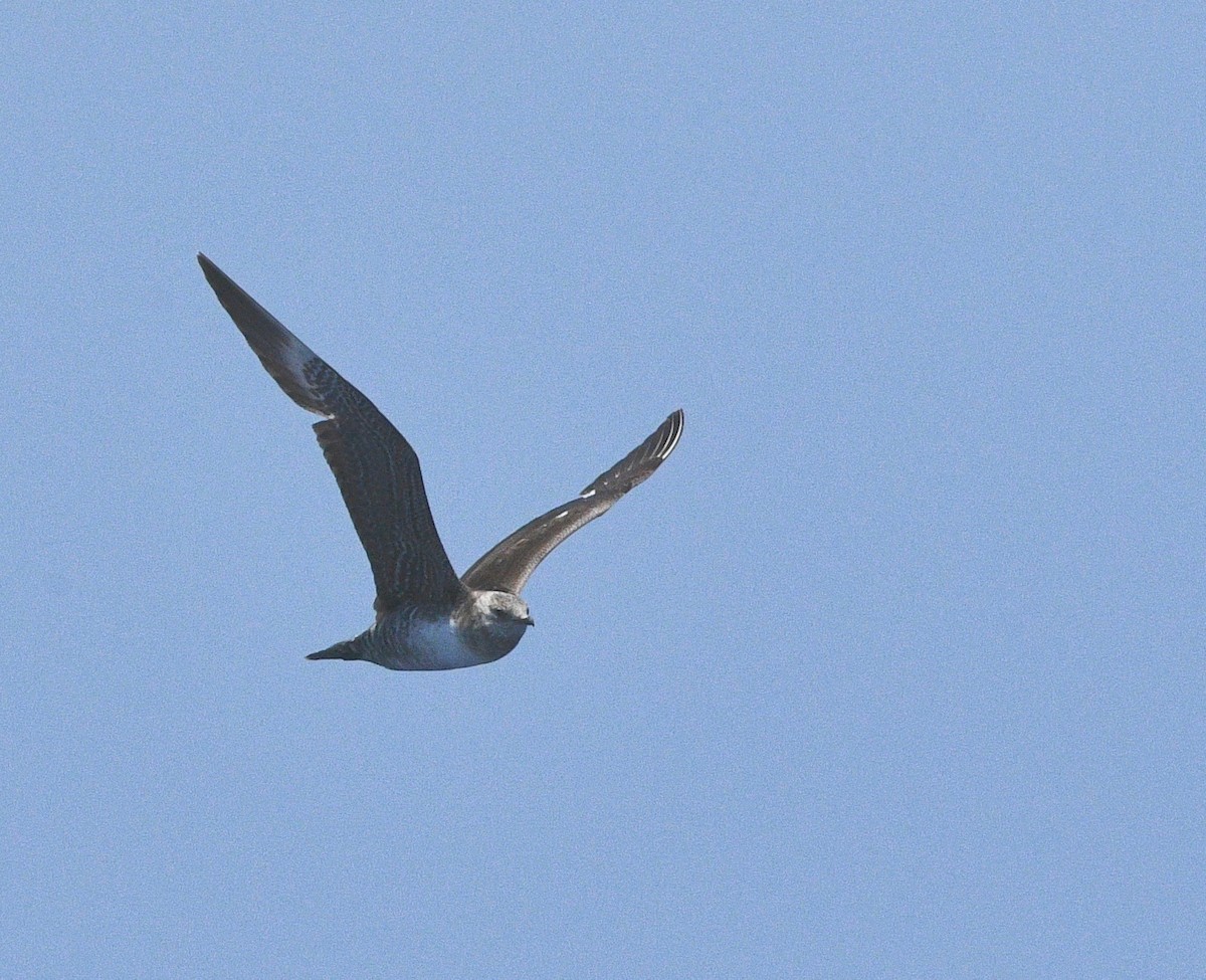 Long-tailed Jaeger - ML193456611