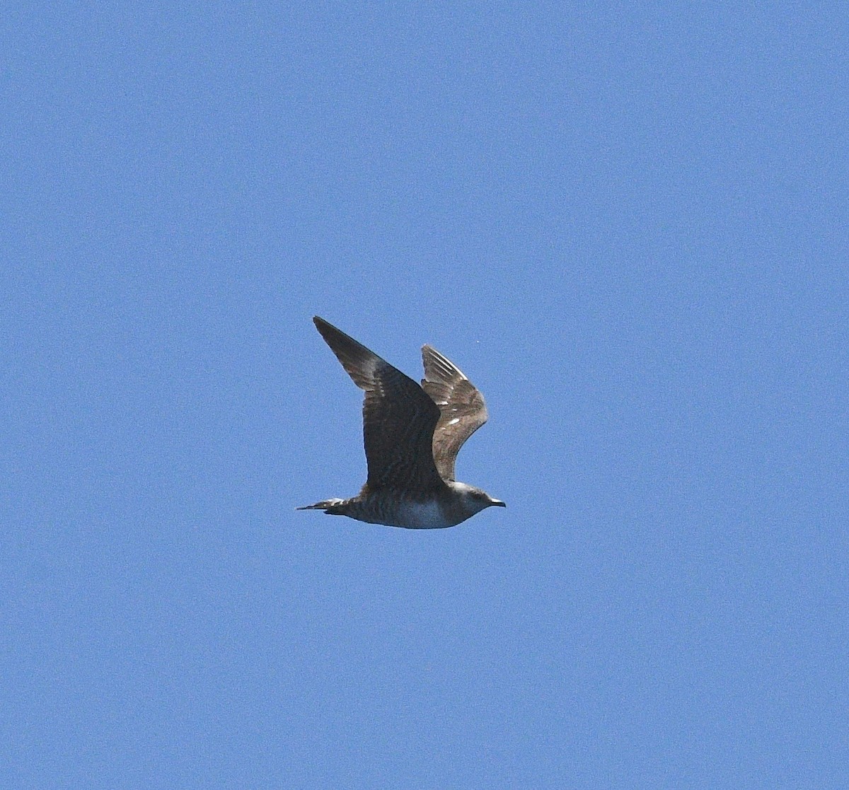 Long-tailed Jaeger - ML193456621