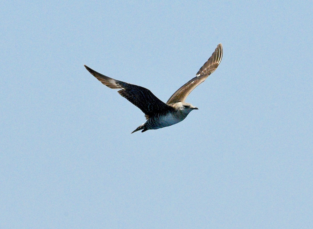 Long-tailed Jaeger - ML193456631
