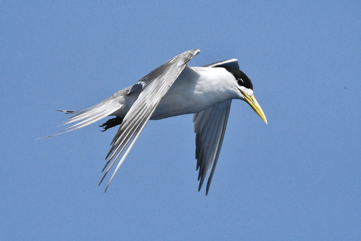 Great Crested Tern - ML193456951
