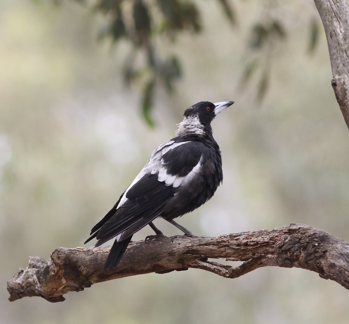 Australian Magpie (Black-backed x White-backed) - ML193457511