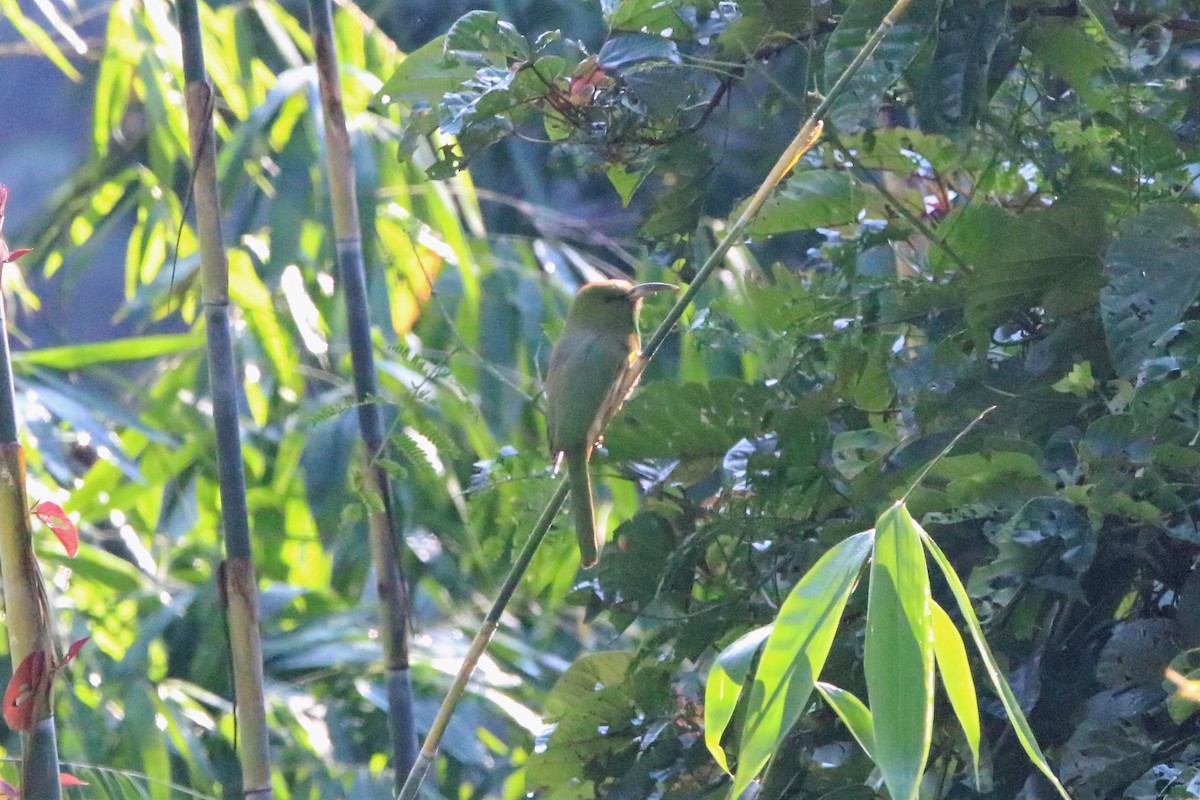 Blue-bearded Bee-eater - Fadzrun A.