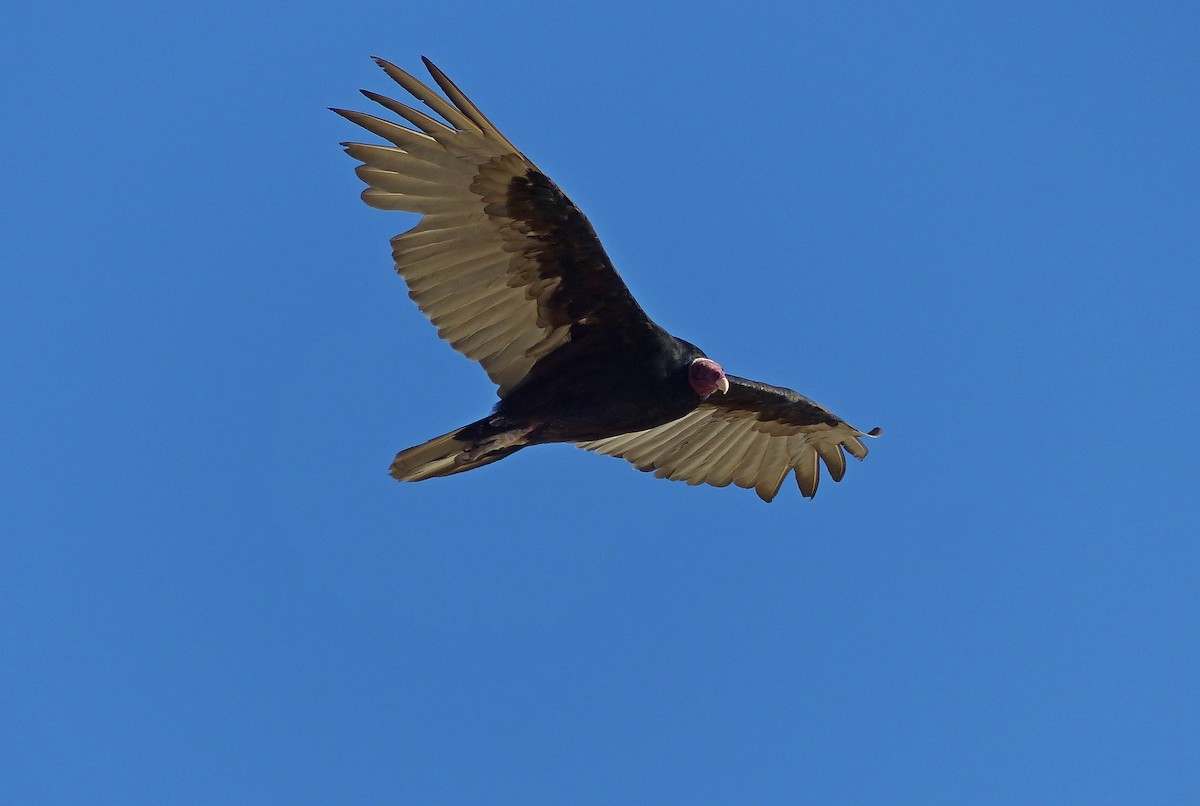 Turkey Vulture - Julien Birard