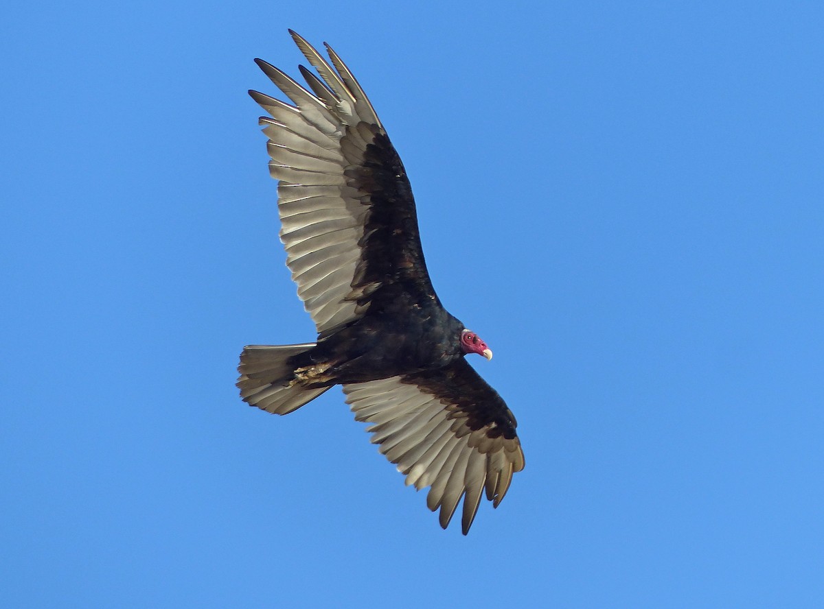 Turkey Vulture - ML193458421