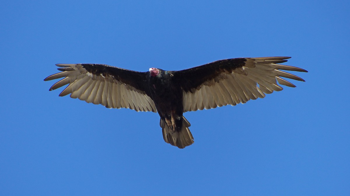 Turkey Vulture - ML193458431