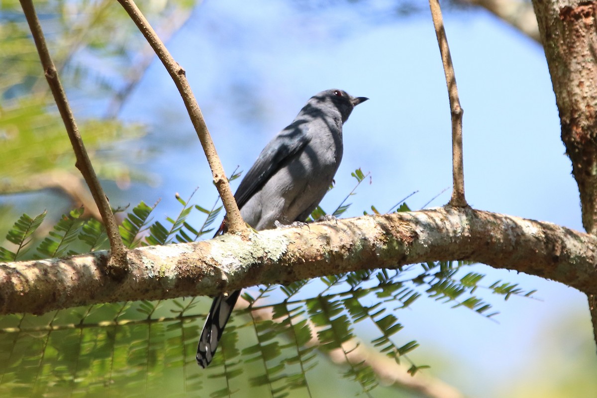 Black-winged Cuckooshrike - Fadzrun A.