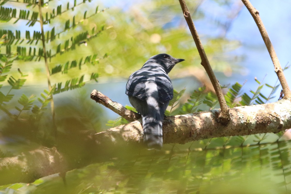 Black-winged Cuckooshrike - Fadzrun A.