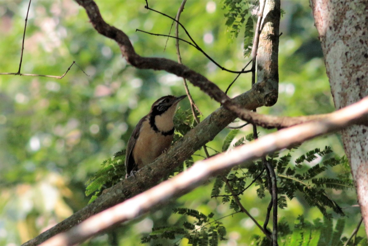 Greater Necklaced Laughingthrush - ML193462611