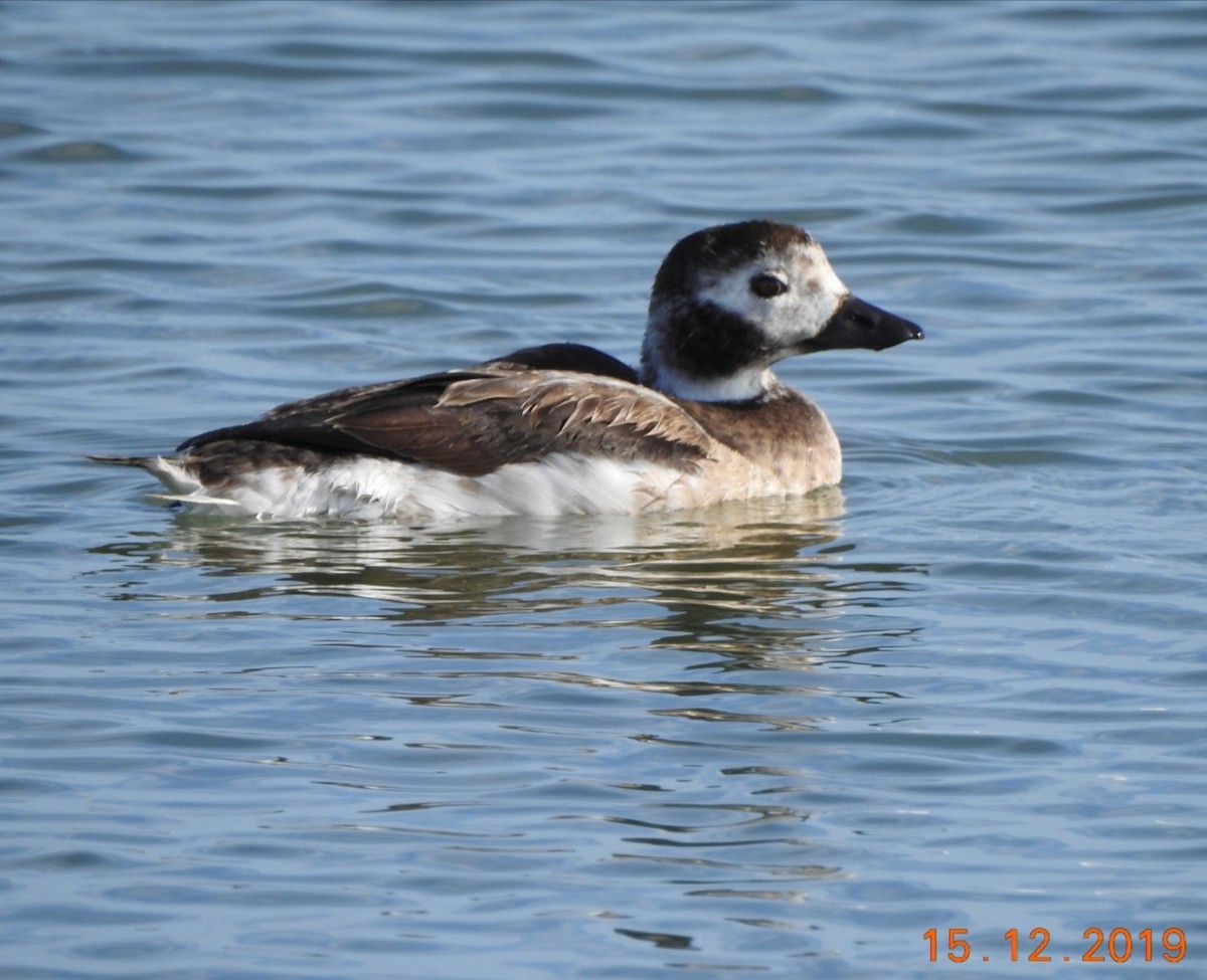 Long-tailed Duck - ML193462791