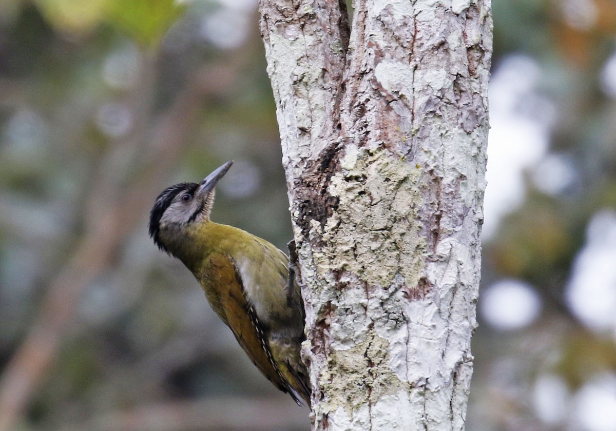 Gray-headed Woodpecker - Mark  Hogarth