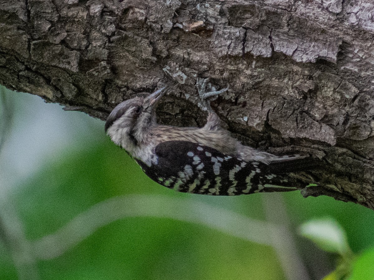 Gray-capped Pygmy Woodpecker - ML193468791