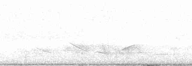 Белокрылый бекард - ML19347