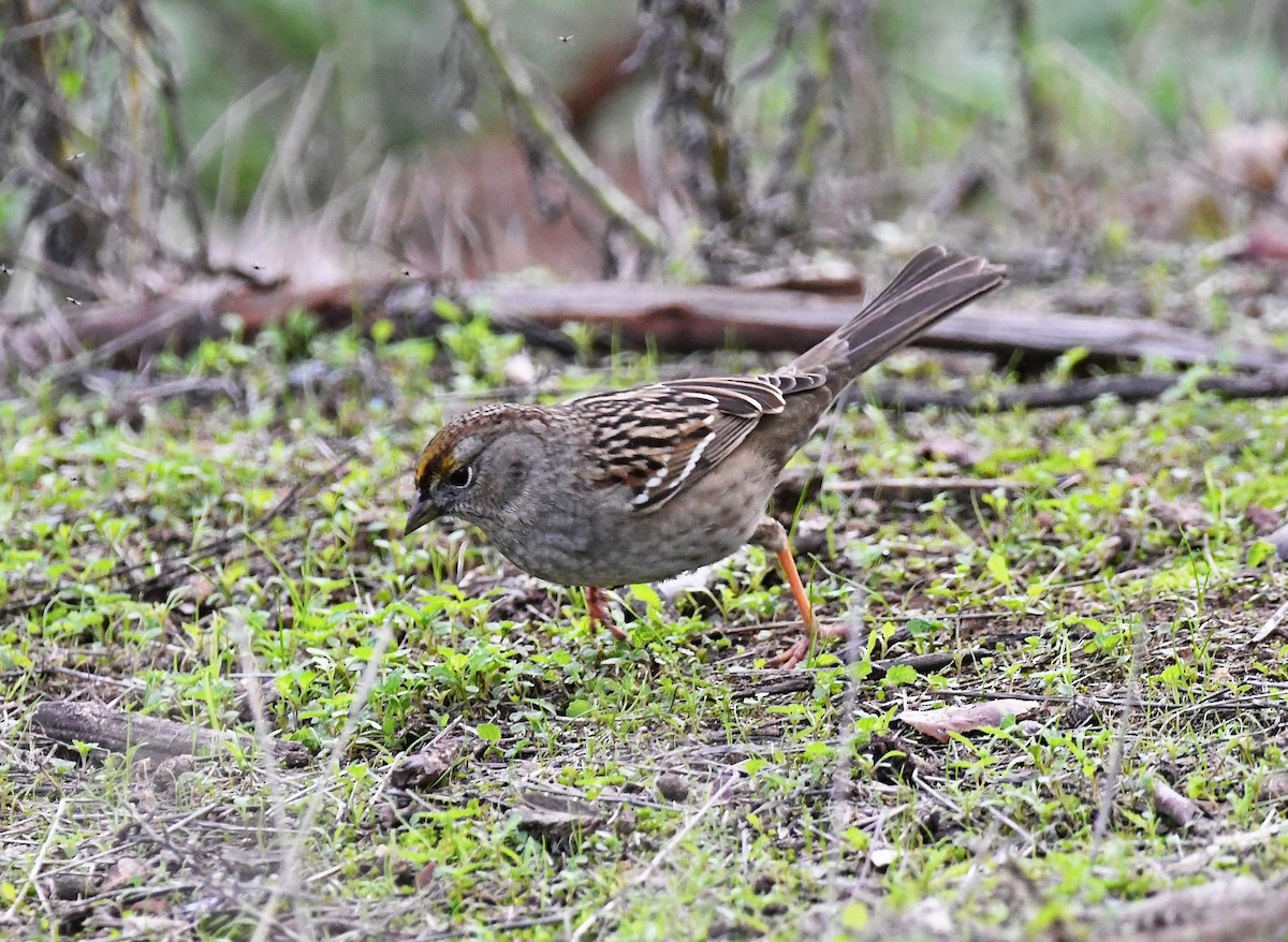 Golden-crowned Sparrow - ML193473411