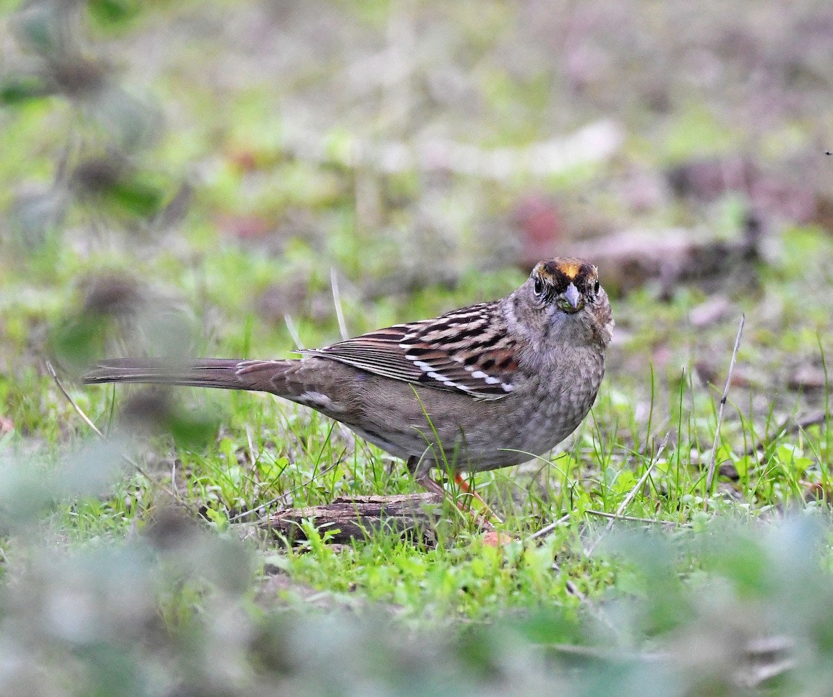 Golden-crowned Sparrow - ML193473441