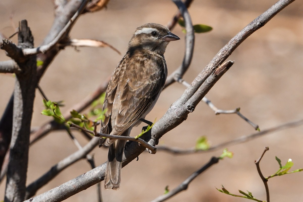 Yellow-throated Bush Sparrow - ML193479081